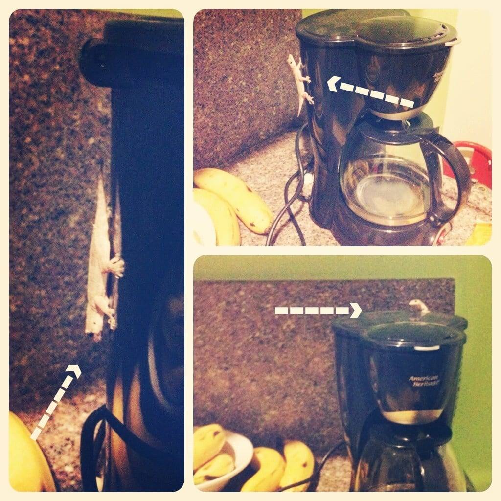 Small lizard on kitchen appliances.