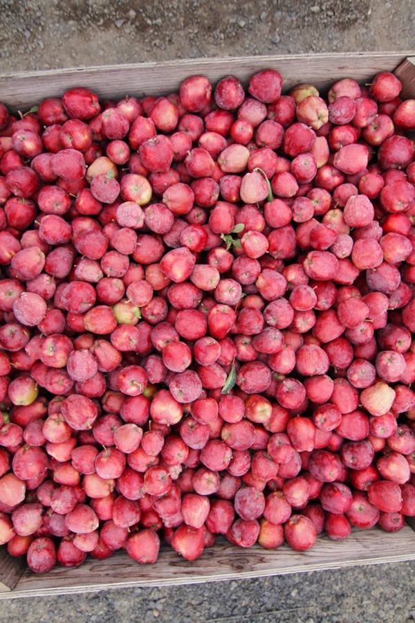 Apples.