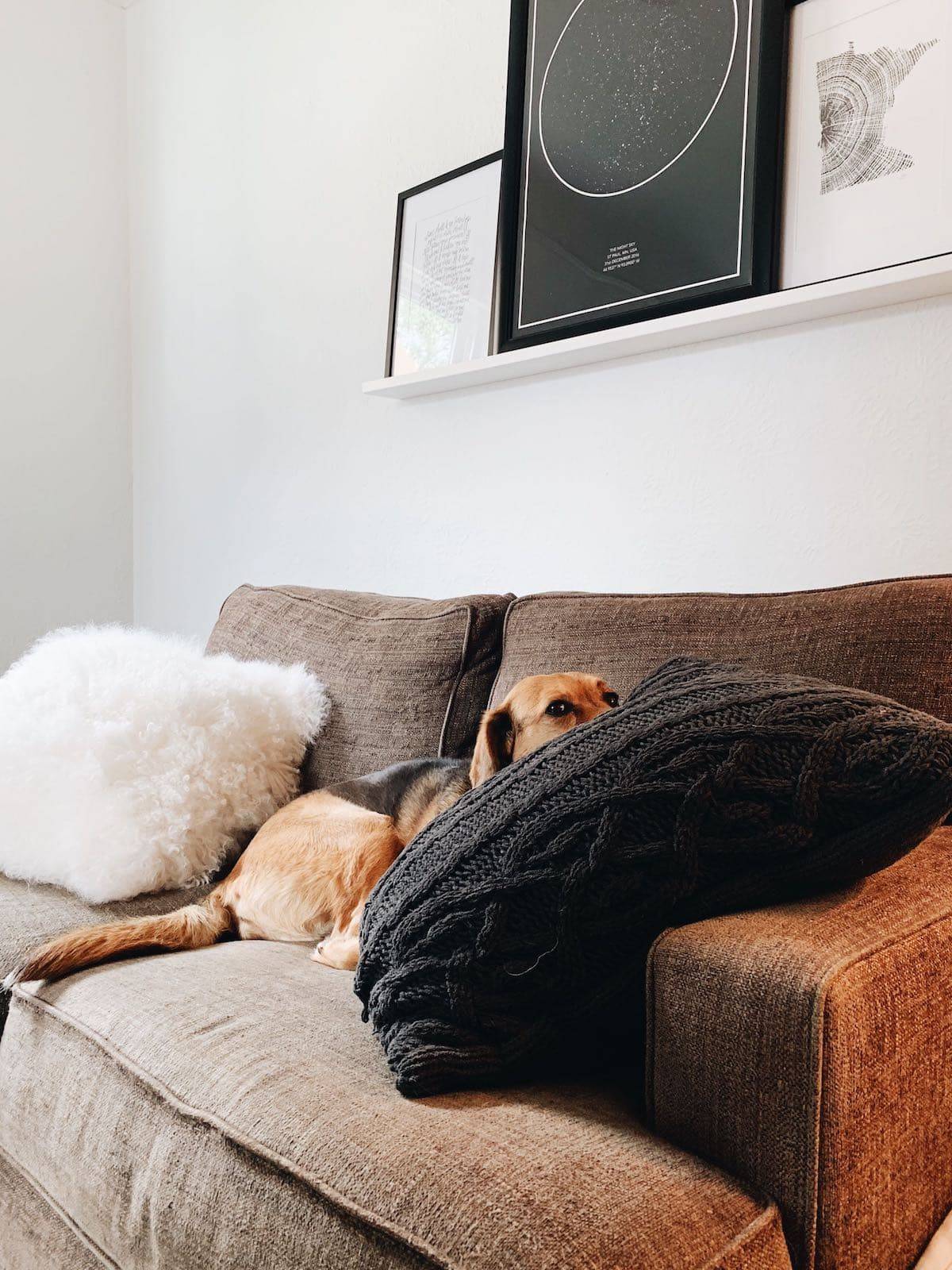 Sage on the couch.