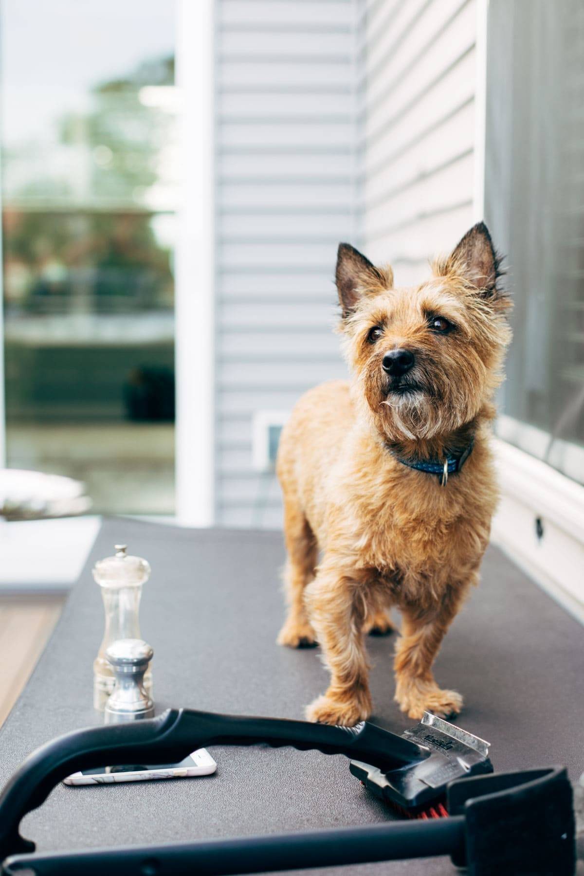 Dog standing
