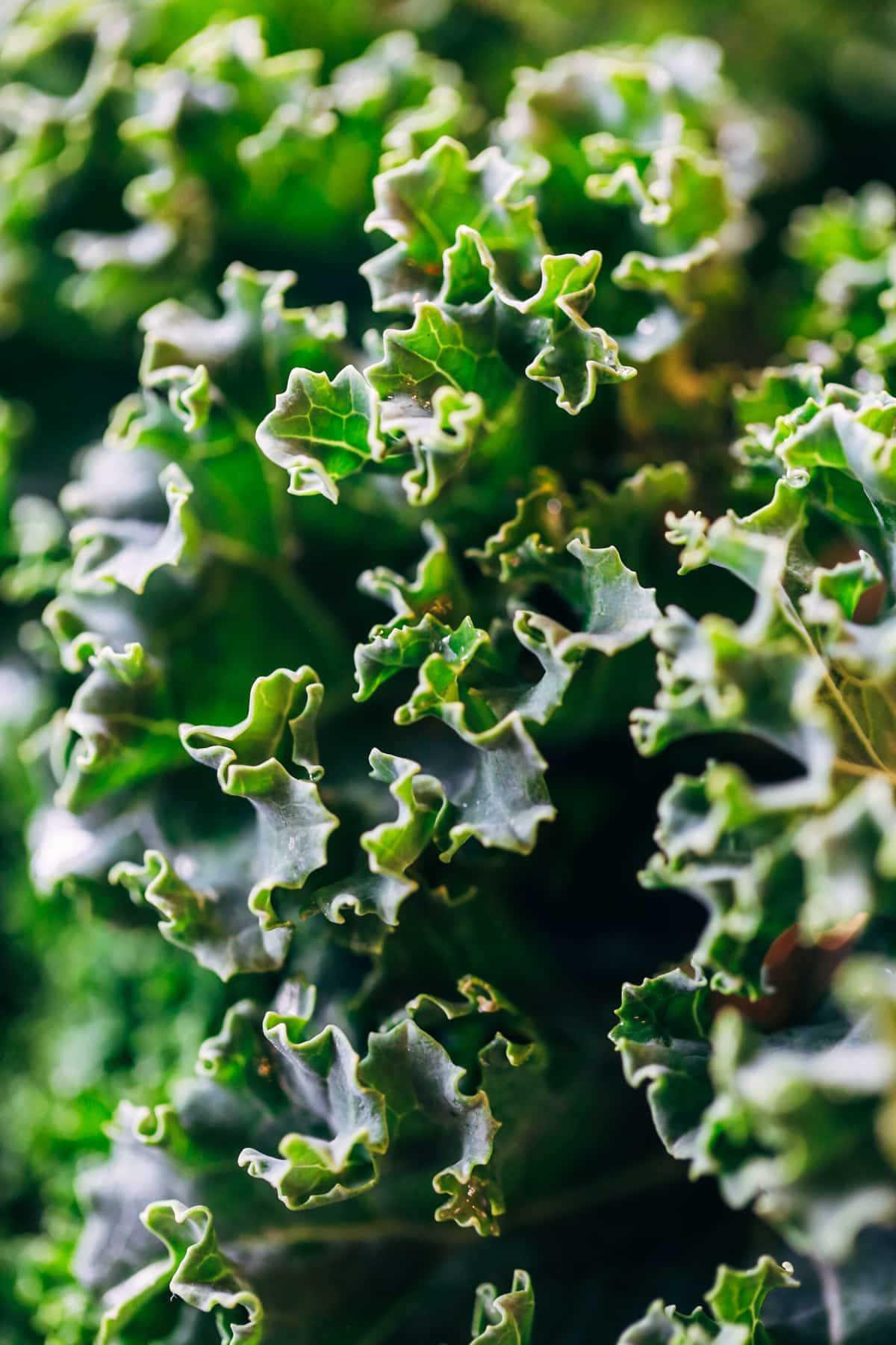 Greens up close.